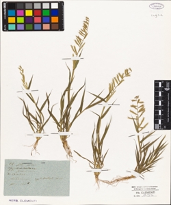 Atheropogon apludoides