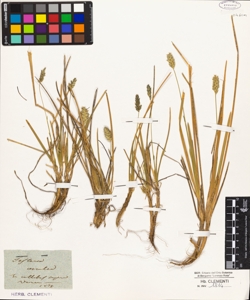 Sesleria coerulea