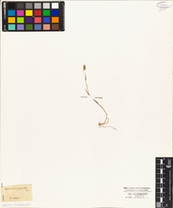 Cynosurus gracilis Viv.