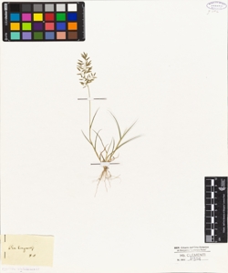 Poa eragrostis
