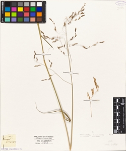 Tricuspis quinquefida