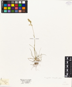 Eragrostis elongata Jacq