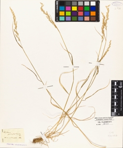 Koeleria pennsylvanica D.C.