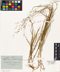 Melica uniflora Retz.