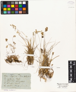 Poa alpina