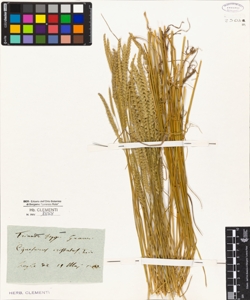 Cynosurus cristatus L.