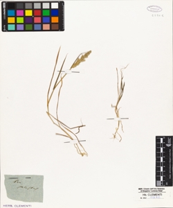 Poa palustris