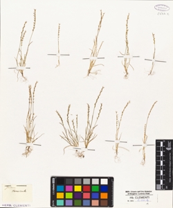 Festuca tenuicola