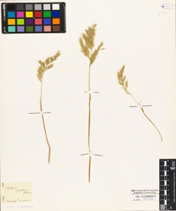 Festuca ligustica Bertol.