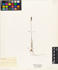 Festuca caerulescens Desf.