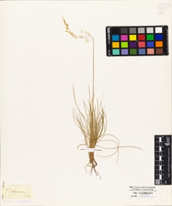 Festuca flavescens