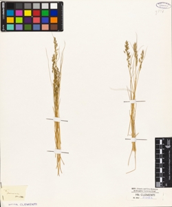 Festuca pannonica Wulf.