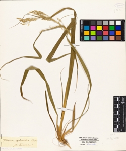 Festuca sylvatica Host