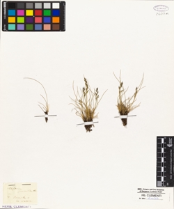 Festuca pumila Allioni