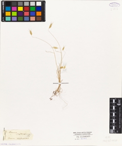 Bromus simplicissimus Cis.