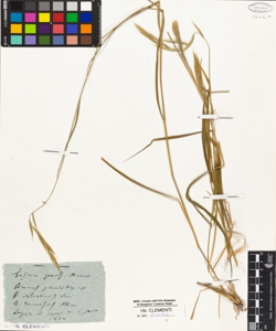 Festuca gracilis Moench