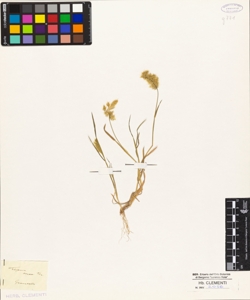 Festuca aurea Ten.