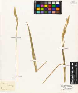 Festuca barrelieri Ten.