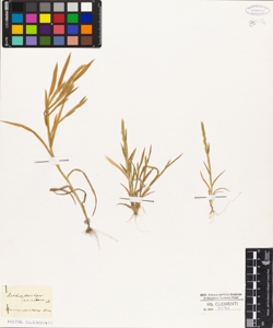 Bromus coarctatus Hornem.