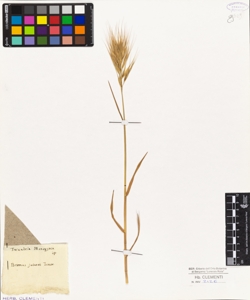 Bromus jubatus Tenor.