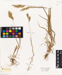 Bromus lanceolatus