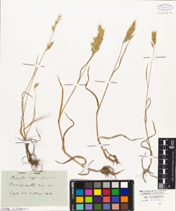 Bromus mollis L. W.