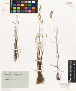 Bromus secalinus L.