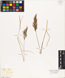 Bromus ligusticus