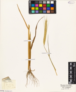 Triticum cereale