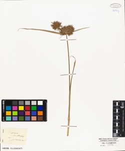 Cyperus difformis