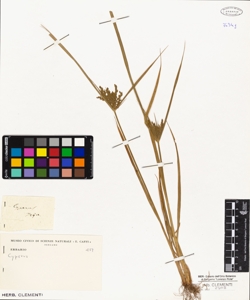 Cyperus iria