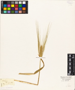 Hordeum zeocrithon