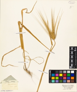 Hordeum hexastichon