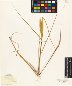 Elymus carolinianus