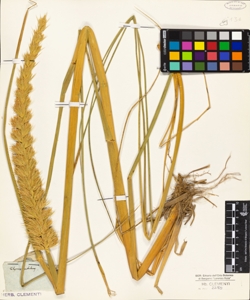 Elymus sabulosus