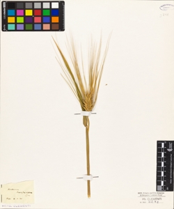 Hordeum hexastichum