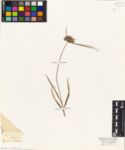 Cyperus aggregatus