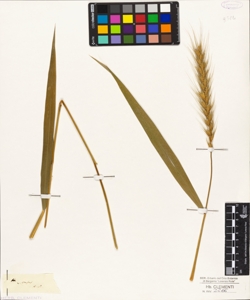Hordeum villosus