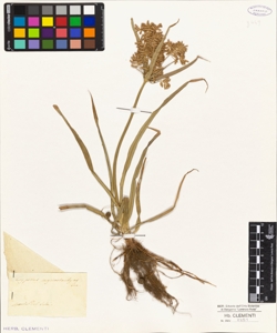 Cyperus myriostachyus Ten.