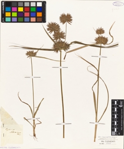 Cyperus schottianus Jacq.