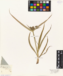 Cyperus stolonifer Retz.