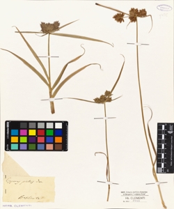 Cyperus pictus (Ten?)