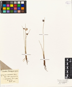 Cyperus mucronatus Rottl.