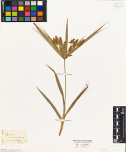 Cyperus incompletus