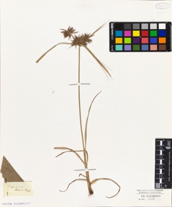 Cyperus badius Desf.