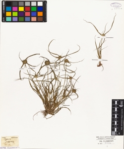 Cyperus pygmaeus
