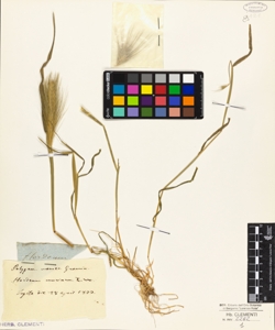 Hordeum murinum L.
