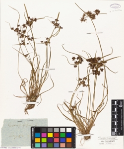 Cyperus fuscus L.
