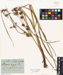 Cyperus longus