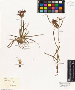 Cyperus rotundus